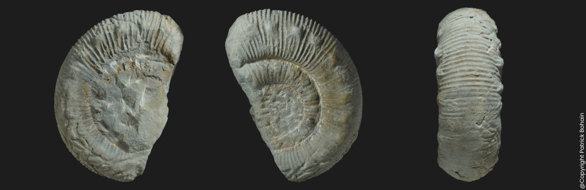 Peronoceras desplacei Toarcien inférieur ammonite fossile