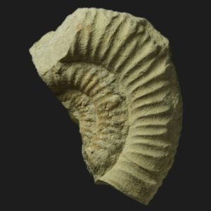 Toarcien porpoceras sp ls2 ammonite fossile
