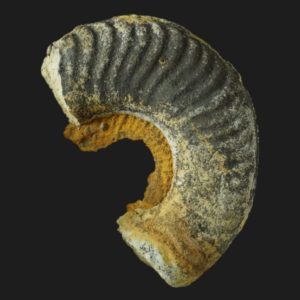 Tiltoniceras antiquum Toarcien inférieur Vendee ammonite fossile
