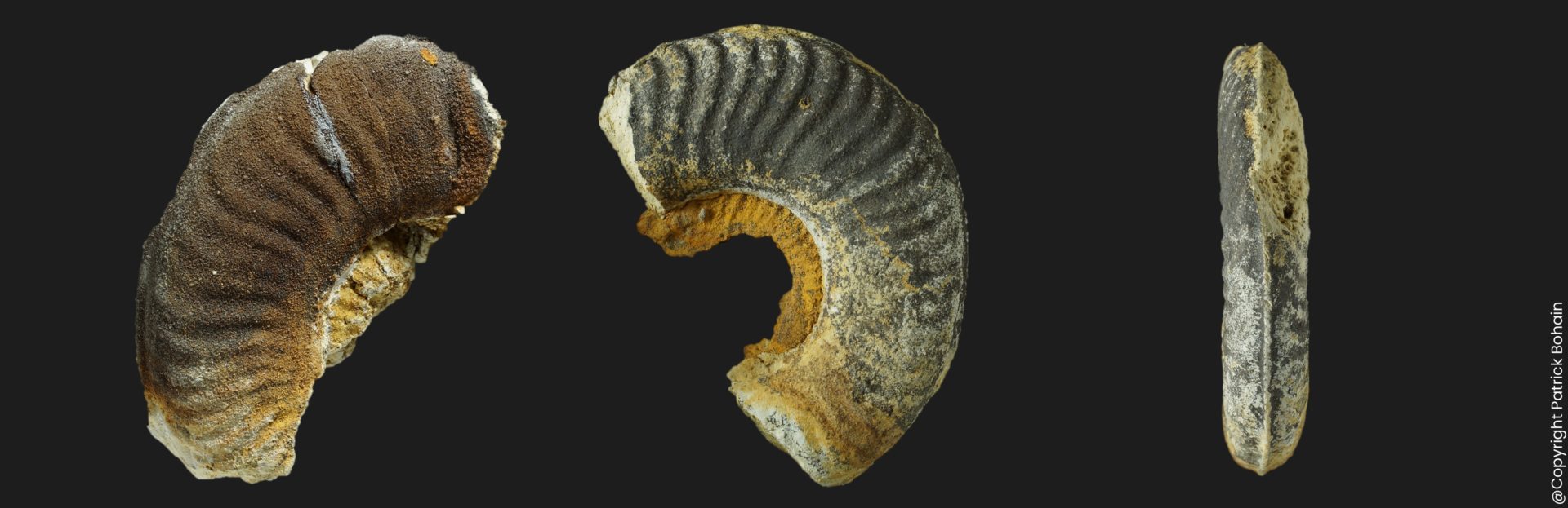 Tiltoniceras antiquum Toarcien inférieur Vendee ammonite fossile