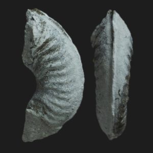 Tiltoniceras costatum Toarcien inférieur ammonite fossile