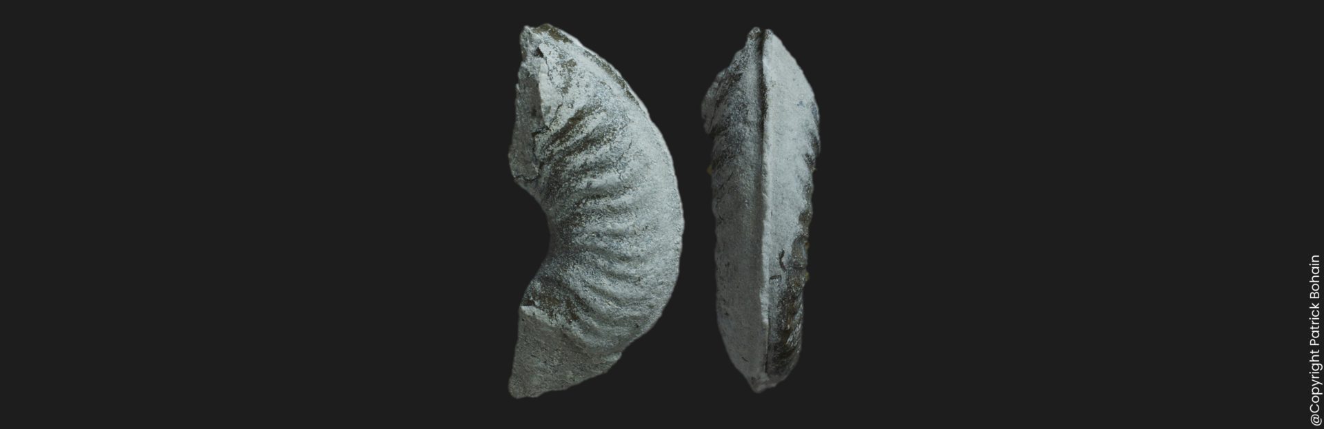 Tiltoniceras costatum Toarcien inférieur ammonite fossile