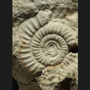 Bajocisphinctes Microbajocisphinctes bajociensis Bajocien supérieur Vendée ammonite fossile