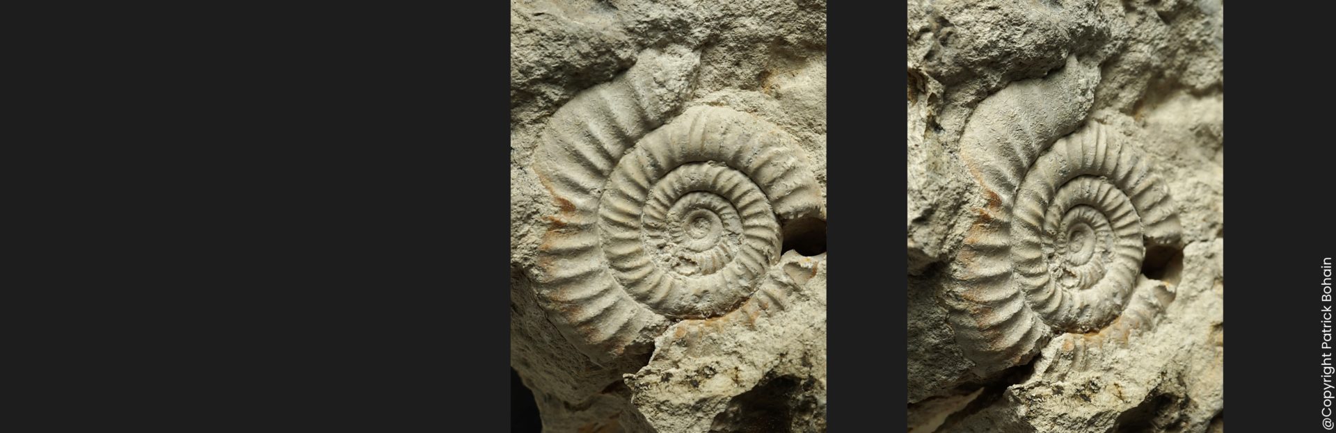 Bajocisphinctes Microbajocisphinctes bajociensis Bajocien supérieur Vendée ammonite fossile
