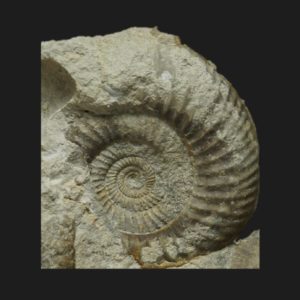 Bajocisphinctes Microbajocisphinctes bigotitoides Bajocien supérieur Vendée ammonite fossile