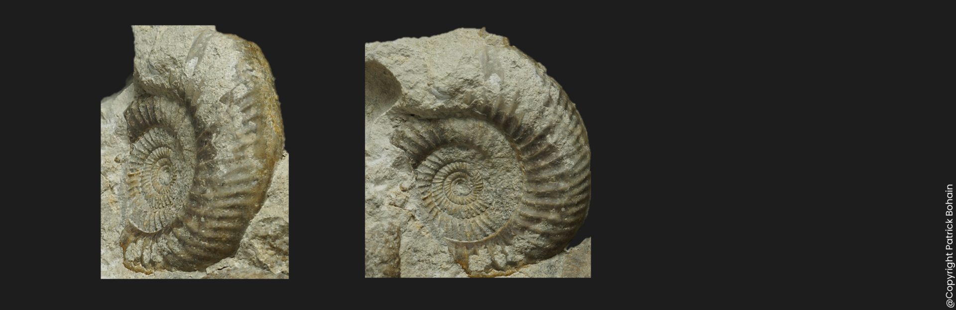 Bajocisphinctes Microbajocisphinctes bigotitoides Bajocien supérieur Vendée ammonite fossile