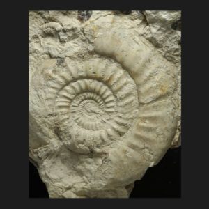 Bajocisphinctes bajociensis Bajocien supérieur Vendée ammonite fossile