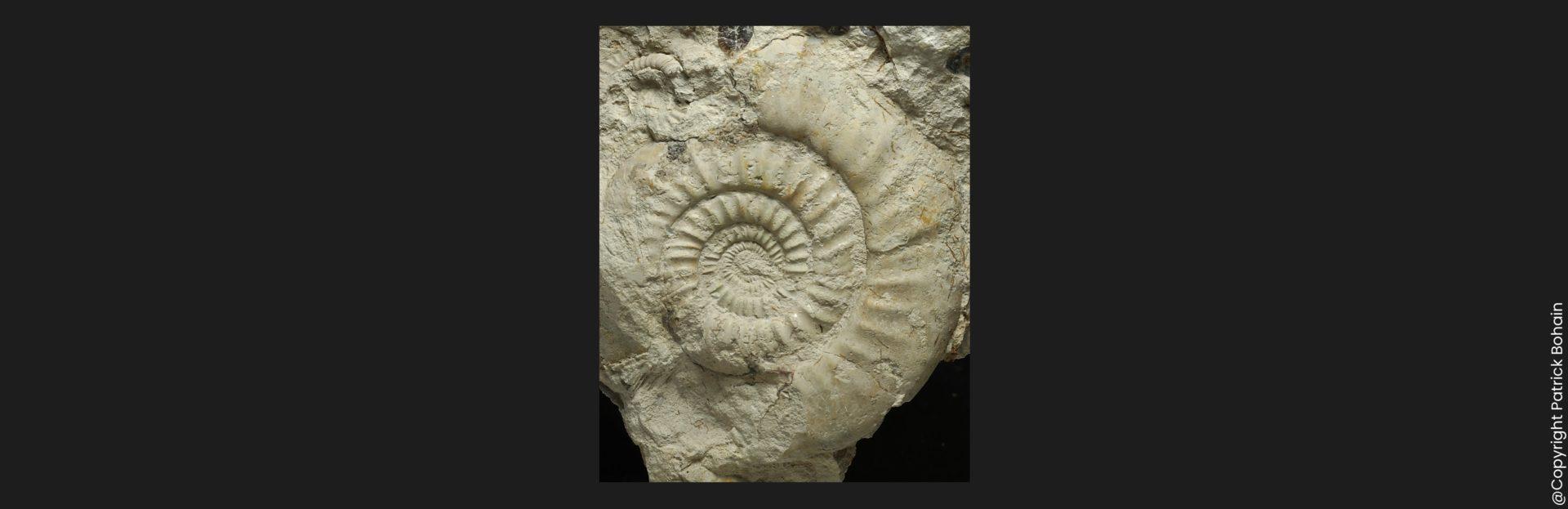 Bajocisphinctes bajociensis Bajocien supérieur Vendée ammonite fossile