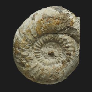 Bajocisphinctes curvatus Bajocien supérieur Vendée ammonite fossile