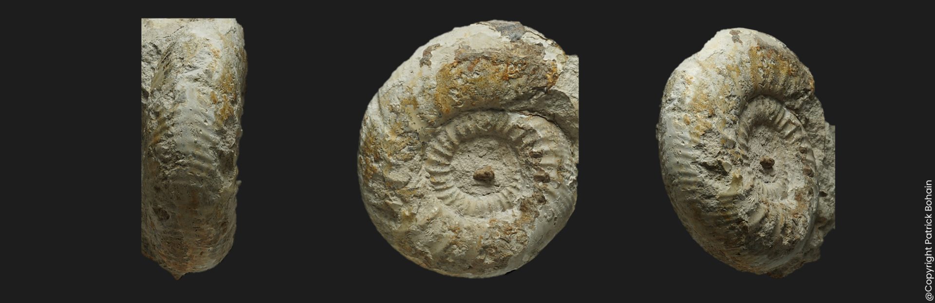 Bajocisphinctes curvatus Bajocien supérieur Vendée ammonite fossile