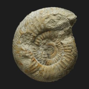 Bajocisphinctes aff. curvatus Bajocien supérieur Vendée ammonite fossile