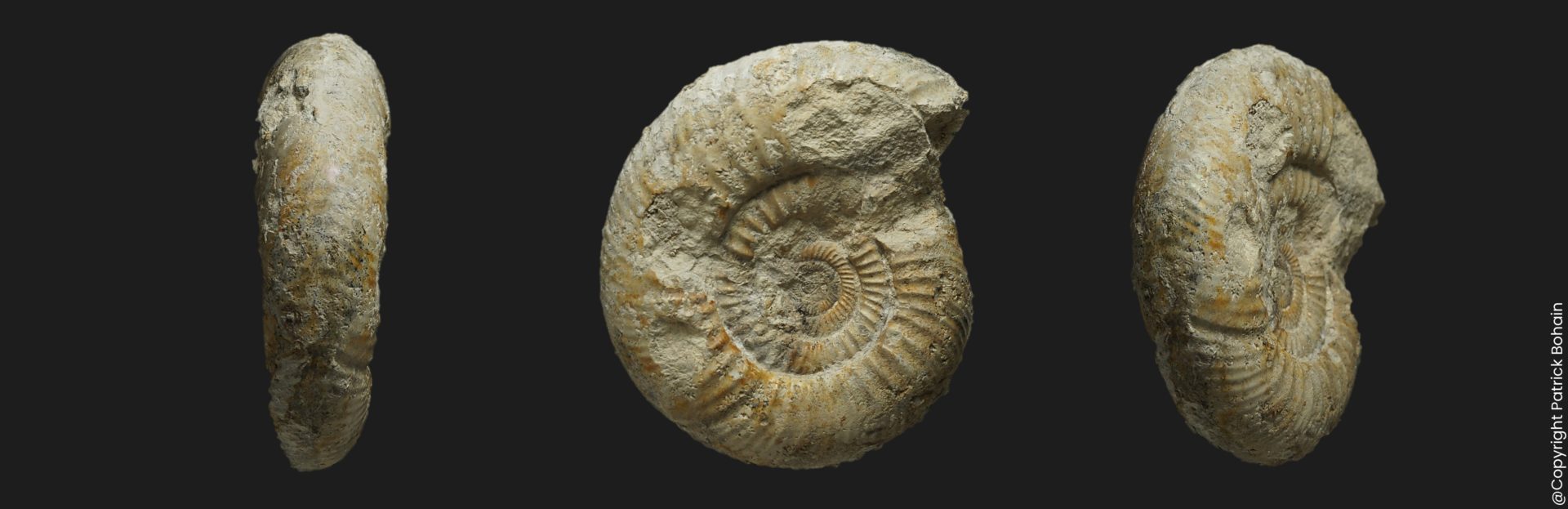 Bajocisphinctes aff. curvatus Bajocien supérieur Vendée ammonite fossile
