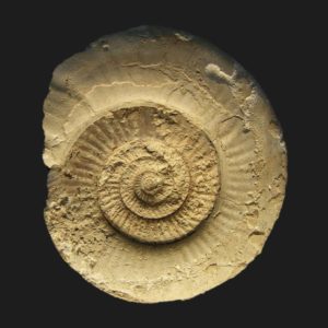 Bajocisphinctes lenki Bajocien supérieur Deux-Sèvres ammonite fossile