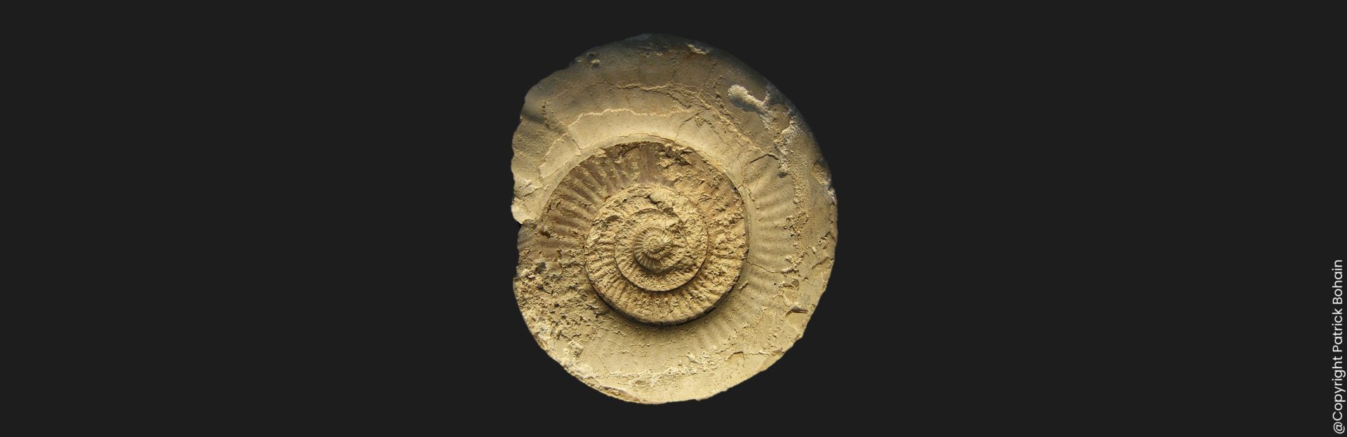 Bajocisphinctes lenki Bajocien supérieur Deux-Sèvres ammonite fossile