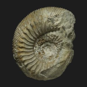 Cadomites deslongchampsii Bajocien supérieur Vendée ammonite fossile