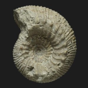 Cadomites deslongchampsii microconque Bajocien supérieur Vendée ammonite fossile