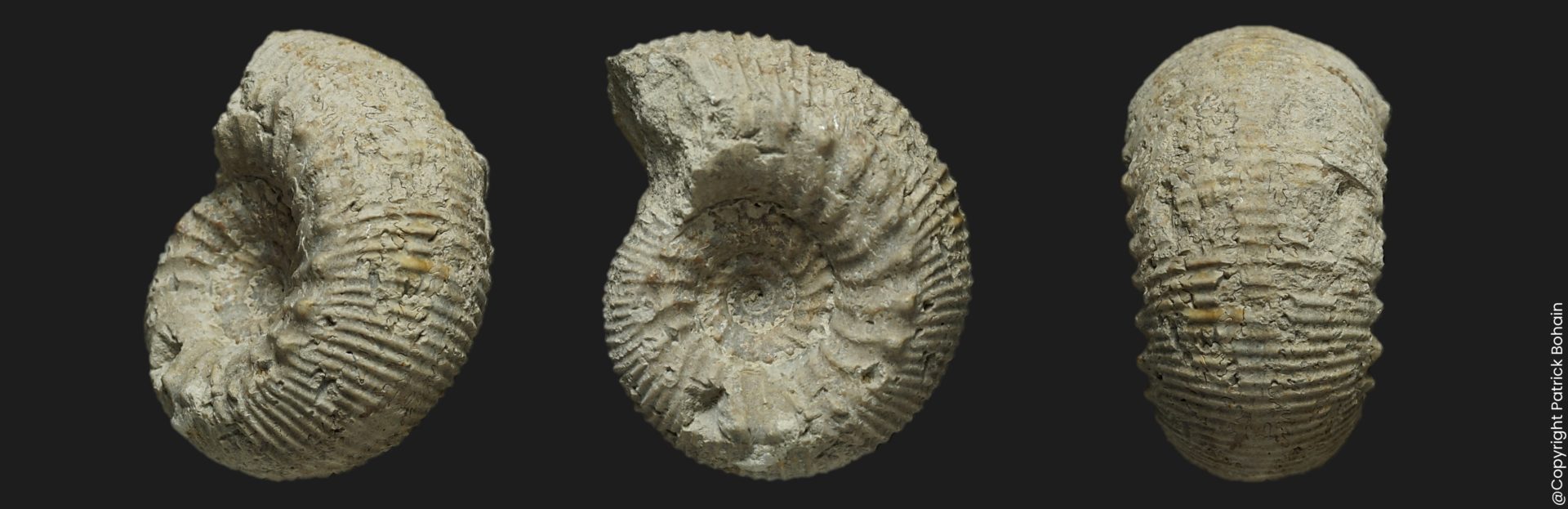 Cadomites deslongchampsii microconque Bajocien supérieur Vendée ammonite fossile