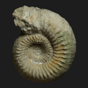 Cadomites psilacanthus Bajocien supérieur Vendée ammonite fossile LT1