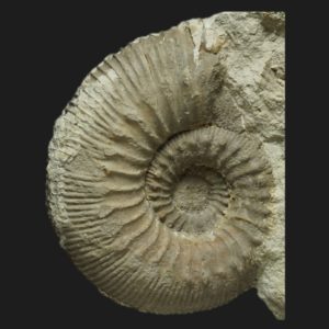 Cadomites psilacanthus Bajocien supérieur Vendée ammonite fossile LT2