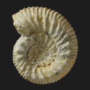 Cadomites psilacanthus microconque Bajocien supérieur Vendée ammonite fossile P7