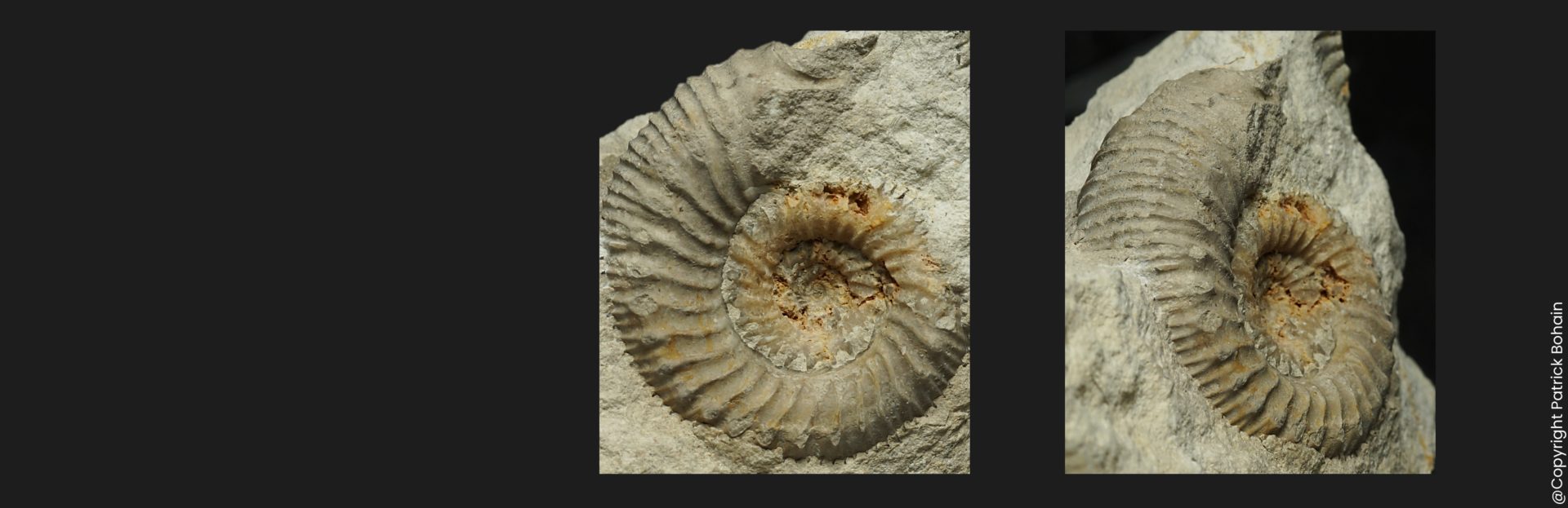 Cadomites psilacanthus microconque Bajocien supérieur Vendée ammonite fossile LT4