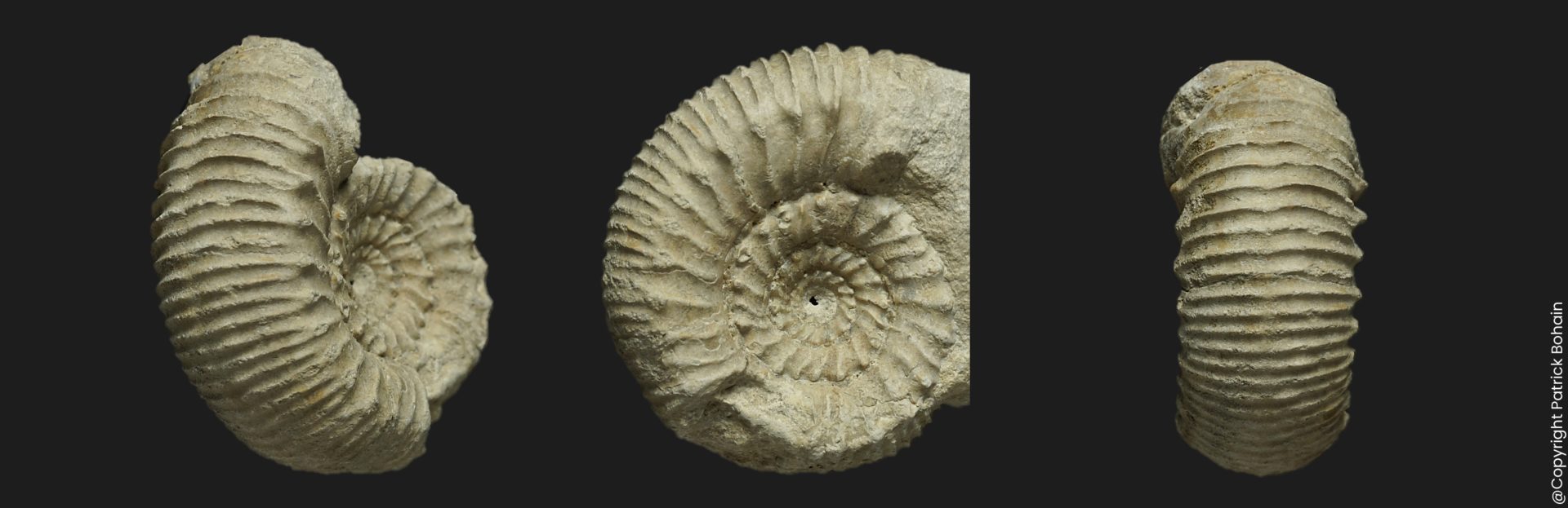 Cadomites psilacanthus microconque Bajocien supérieur Vendée ammonite fossile LT5