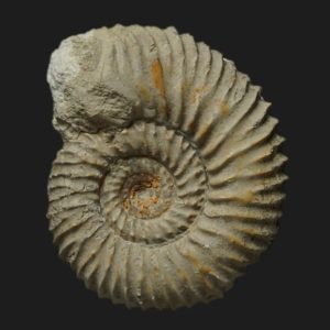 Garantiana Pseudogarantiana cf dichotoma Bajocien supérieur Vendée ammonite fossile