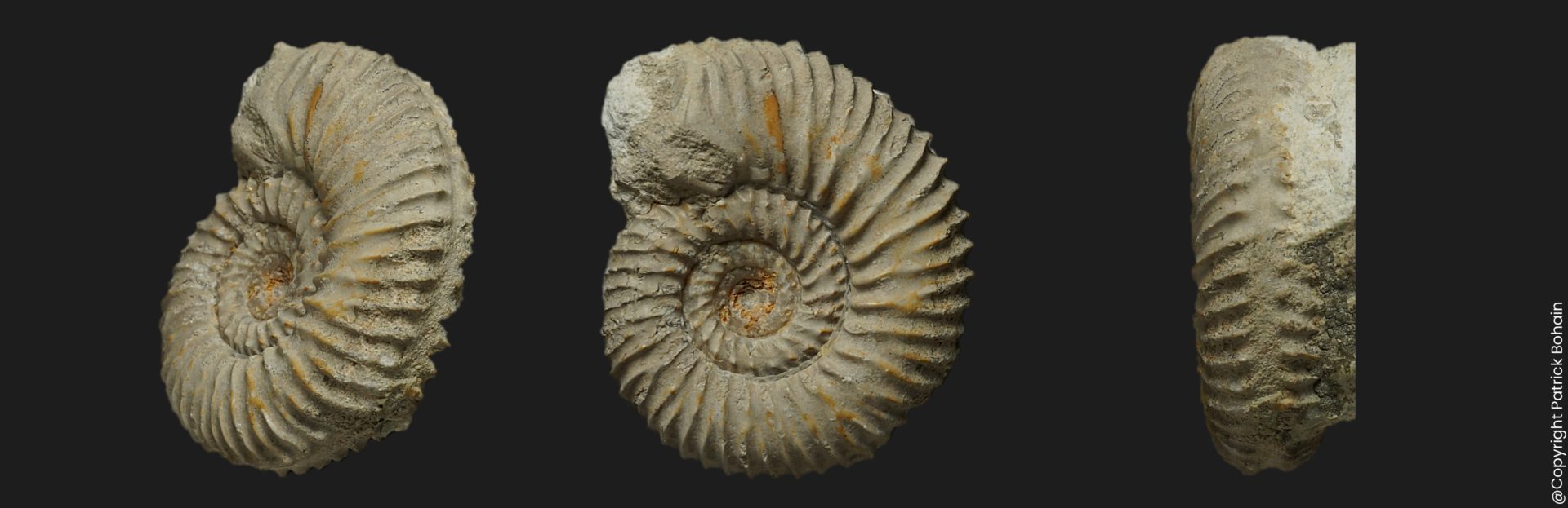 Garantiana Pseudogarantiana cf dichotoma Bajocien supérieur Vendée ammonite fossile
