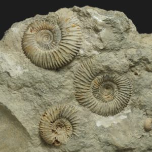 Garantiana Pseudogarantiana minima variants A et B Bajocien supérieur Vendée ammonite fossile