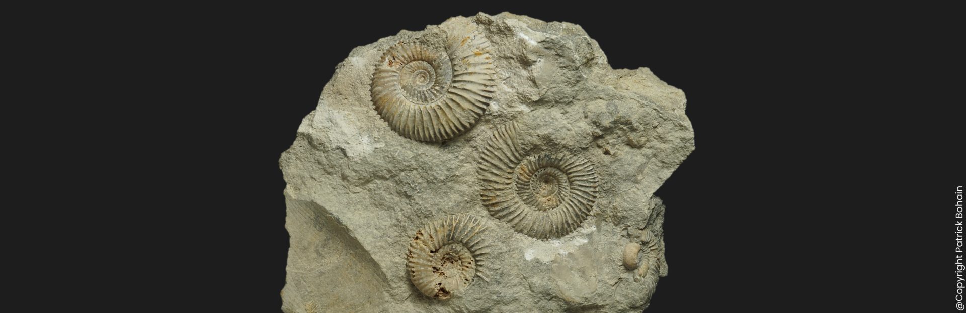 Garantiana Pseudogarantiana minima variants A et B Bajocien supérieur Vendée ammonite fossile
