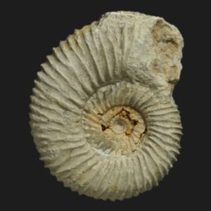 Garantiana Pseudogarantiana sous zone à Subgaranti Vendée ammonite fossile
