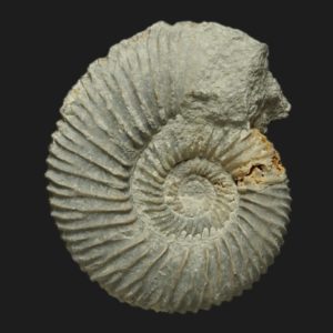 Garantiana Pseudogarantiana sous zone à Subgaranti Vendée ammonite fossile