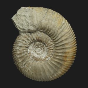 Garantiana garantiana Bajocien supérieur Vendée ammonite fossile