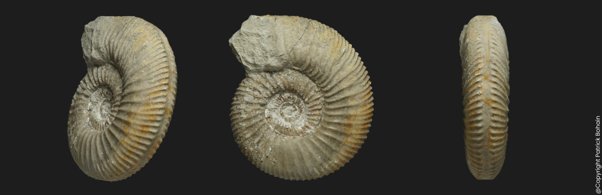 Garantiana garantiana Bajocien supérieur Vendée ammonite fossile