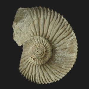 Garantiana longidens Bajocien supérieur Vendée ammonite fossile