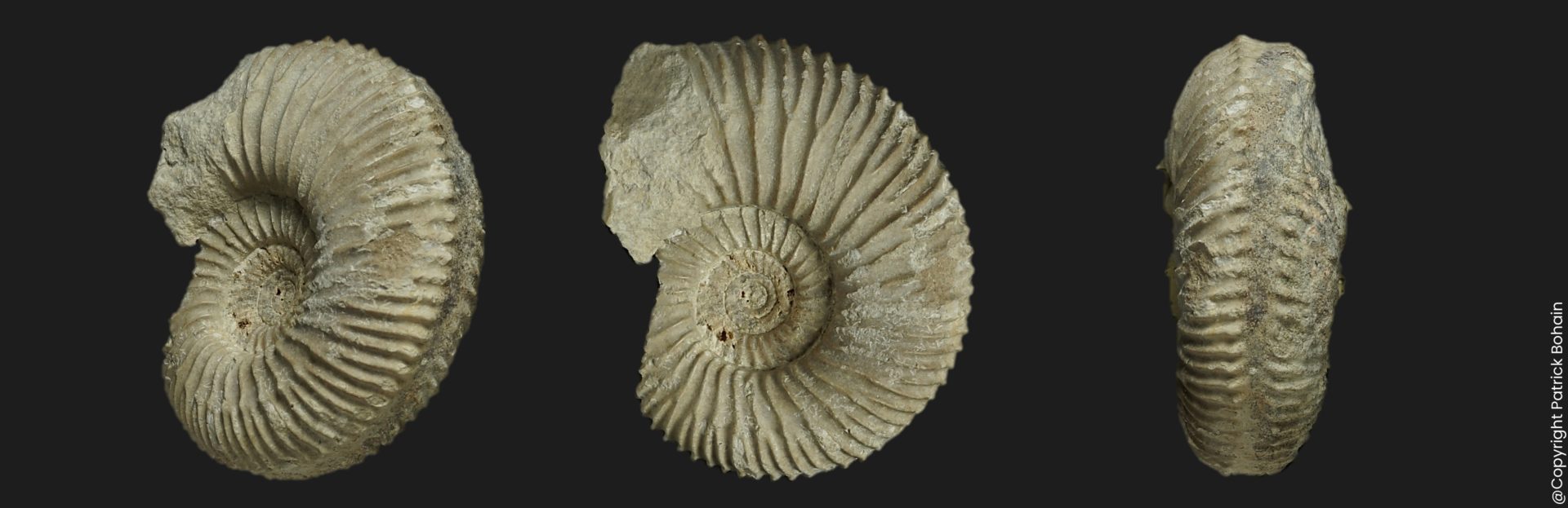 Garantiana longidens Bajocien supérieur Vendée ammonite fossile