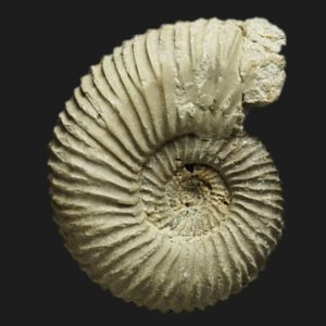 Garantiana longidens juvénile Bajocien supérieur Vendée ammonite fossile