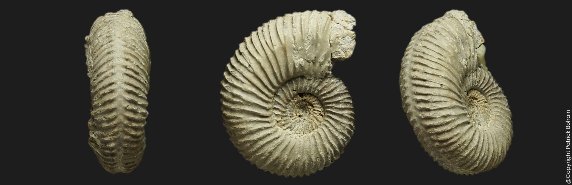 Garantiana longidens juvénile Bajocien supérieur Vendée ammonite fossile