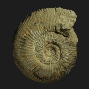 Garantiana platyrryma Bajocien supérieur Vendée ammonite fossile