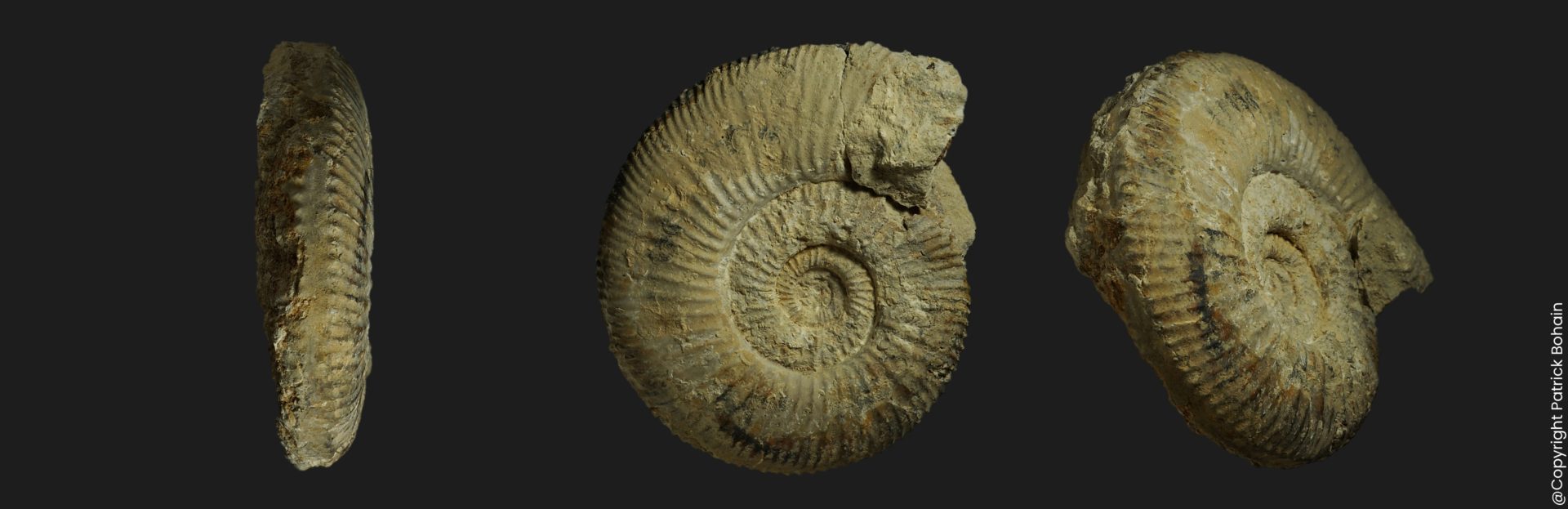 Garantiana platyrryma Bajocien supérieur Vendée ammonite fossile