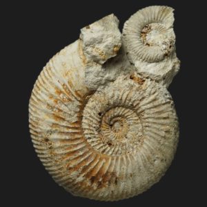 Garantiana subgaranti Bajocien supérieur Vendée ammonite fossile