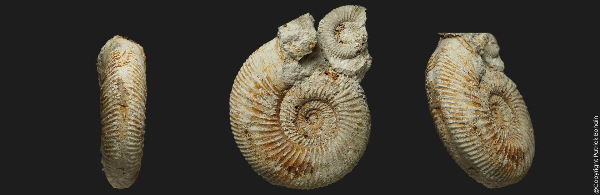 Garantiana subgaranti Bajocien supérieur Vendée ammonite fossile