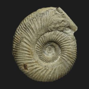 Garantiana subgaranti teratologique Bajocien supérieur Vendée ammonite fossile