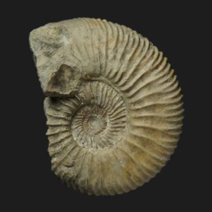 Garantiana suevica Bajocien supérieur Vendée ammonite fossile