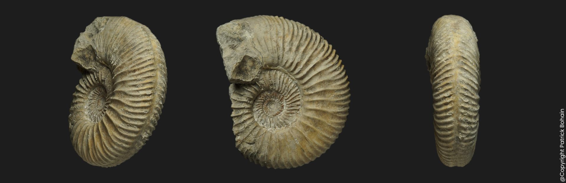 Garantiana suevica Bajocien supérieur Vendée ammonite fossile