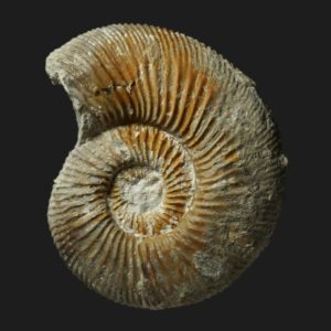Garantiana wetzeli Bajocien supérieur Vendée ammonite fossile