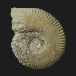 Oppelia Oecotraustes umbilicata Bajocien supérieur Vendée ammonite fossile
