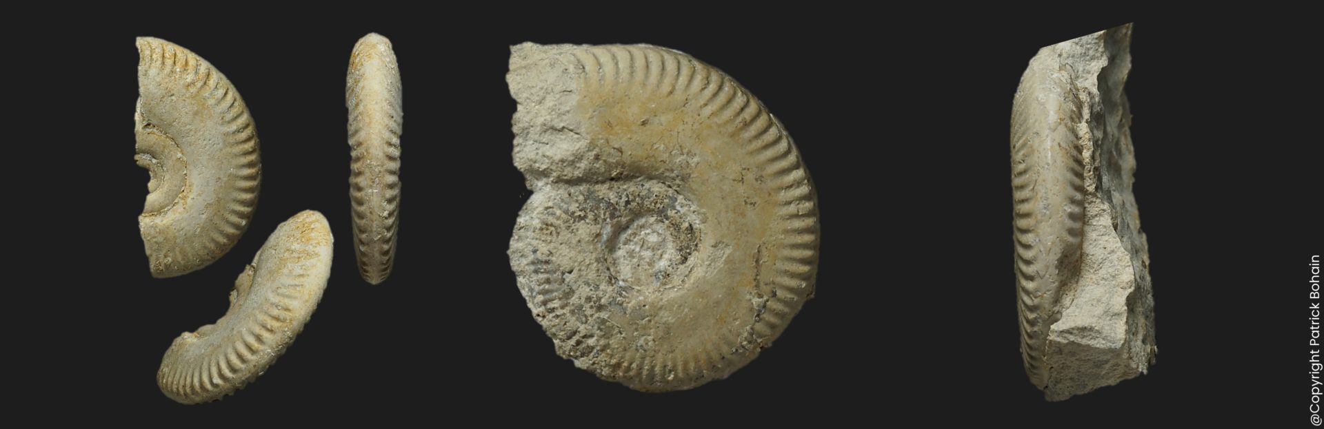 Oppelia Oecotraustes umbilicata Bajocien supérieur Vendée ammonite fossile