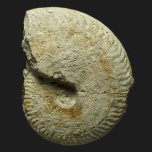 Oppelia subradiata Bajocien supérieur Vendée ammonite fossile