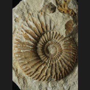 Orthogarantiana baculata Bajocien supérieur Vendée ammonite fossile